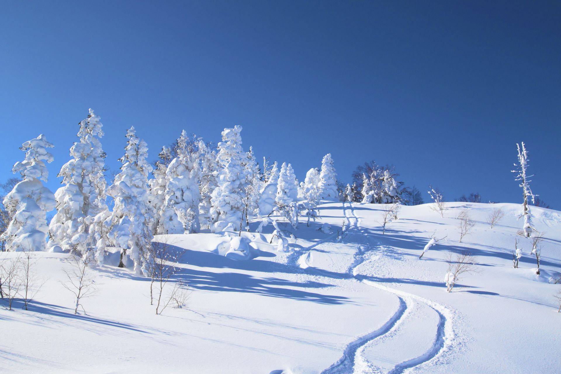 安比高原滑雪6日遊