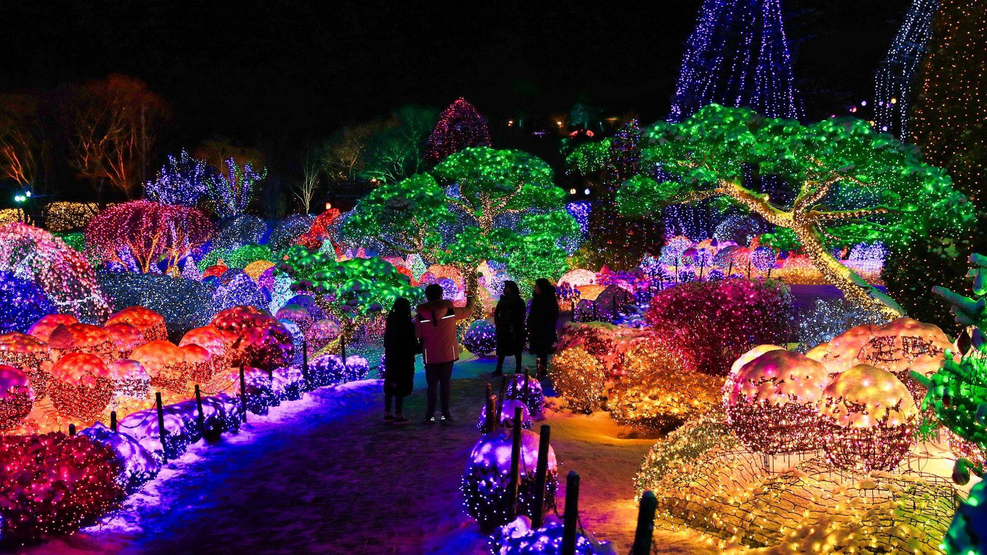 晨靜樹木園 五色星光庭園展