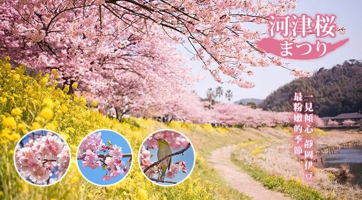 ★河津櫻★