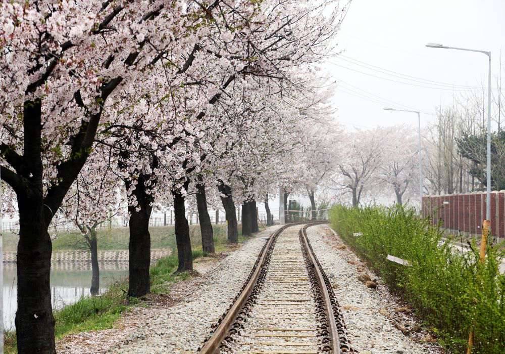 ★鎮海櫻花祭★