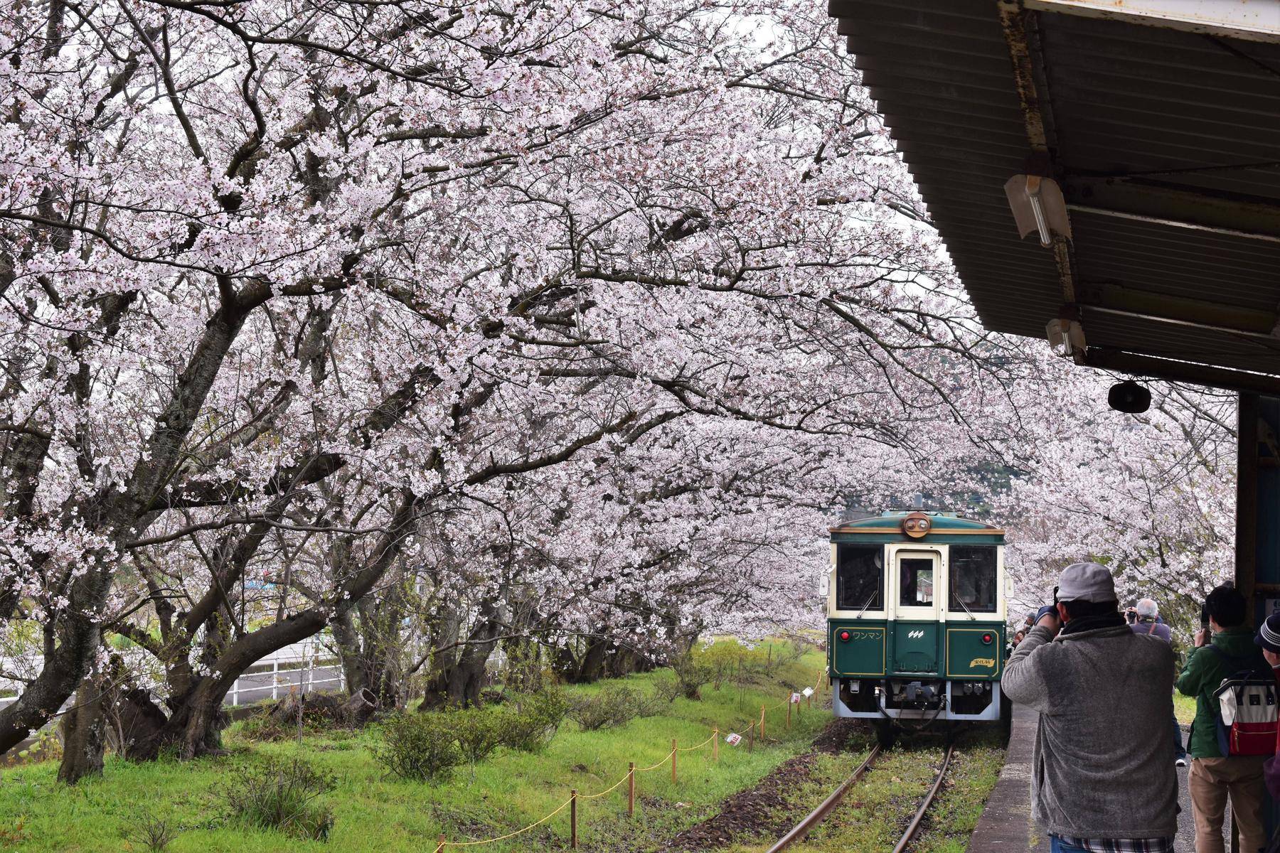 【九州旅遊】浦之崎櫻花車站、豪斯登堡、三大蟹鍋物、長崎夜景溫泉五日|櫻花季