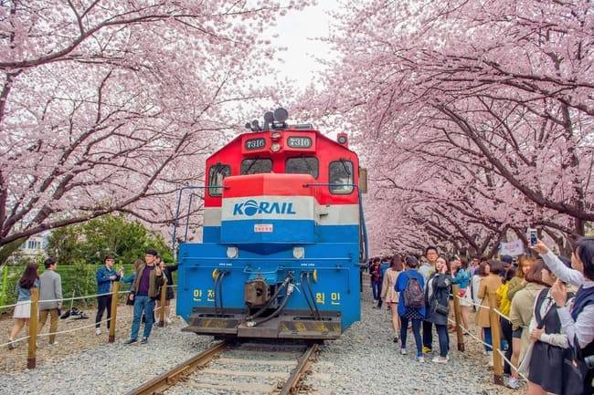【花現釜山大邱鎮海旅遊】鎮海櫻花、羅曼史橋賞櫻、頭流公園櫻花賞、天空膠囊列車、鋼鐵步道、汗蒸幕體驗五日(一站購物彩妝)