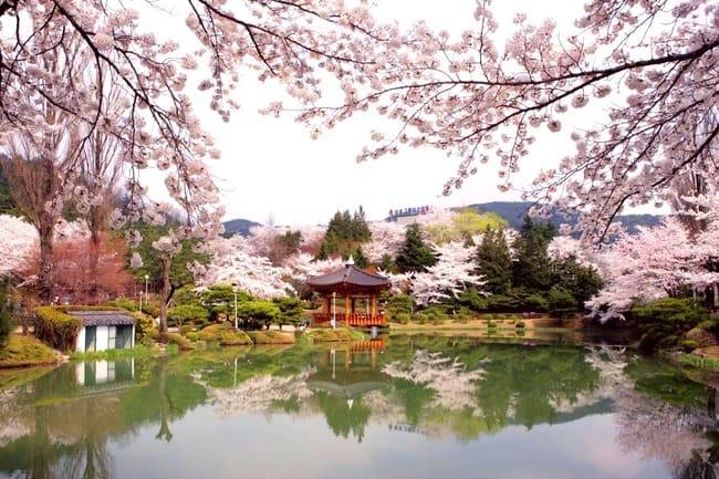 【花現櫻花釜山旅遊】粉嫩浪漫春櫻、鎮海櫻花慶典、余佐川羅曼史橋&慶和火車站、海雲台膠囊列車&櫻花大道、海東龍宮寺五日|高雄