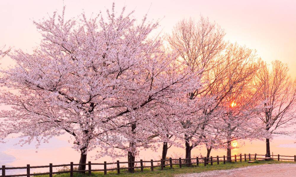 【春櫻四國松山】紫雲出山~賞櫻仙境、櫻名勝栗林公園、櫻百選松山城、父母之濱、遊船、採草莓、道後溫泉、魔女小豆島五日