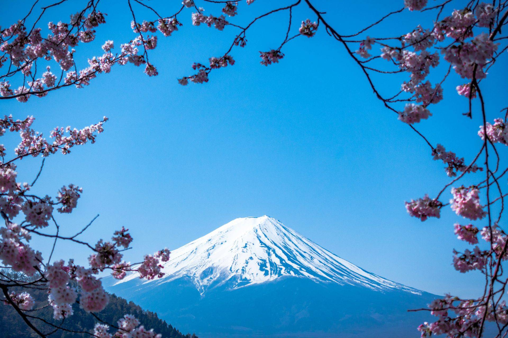 【東京富士山】