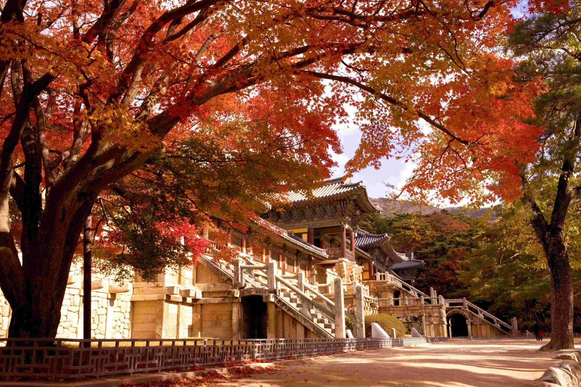 【釜山出發】慶州賞楓一日遊