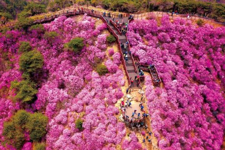 【首爾出發】江華島高麗山杜鵑花節一天團