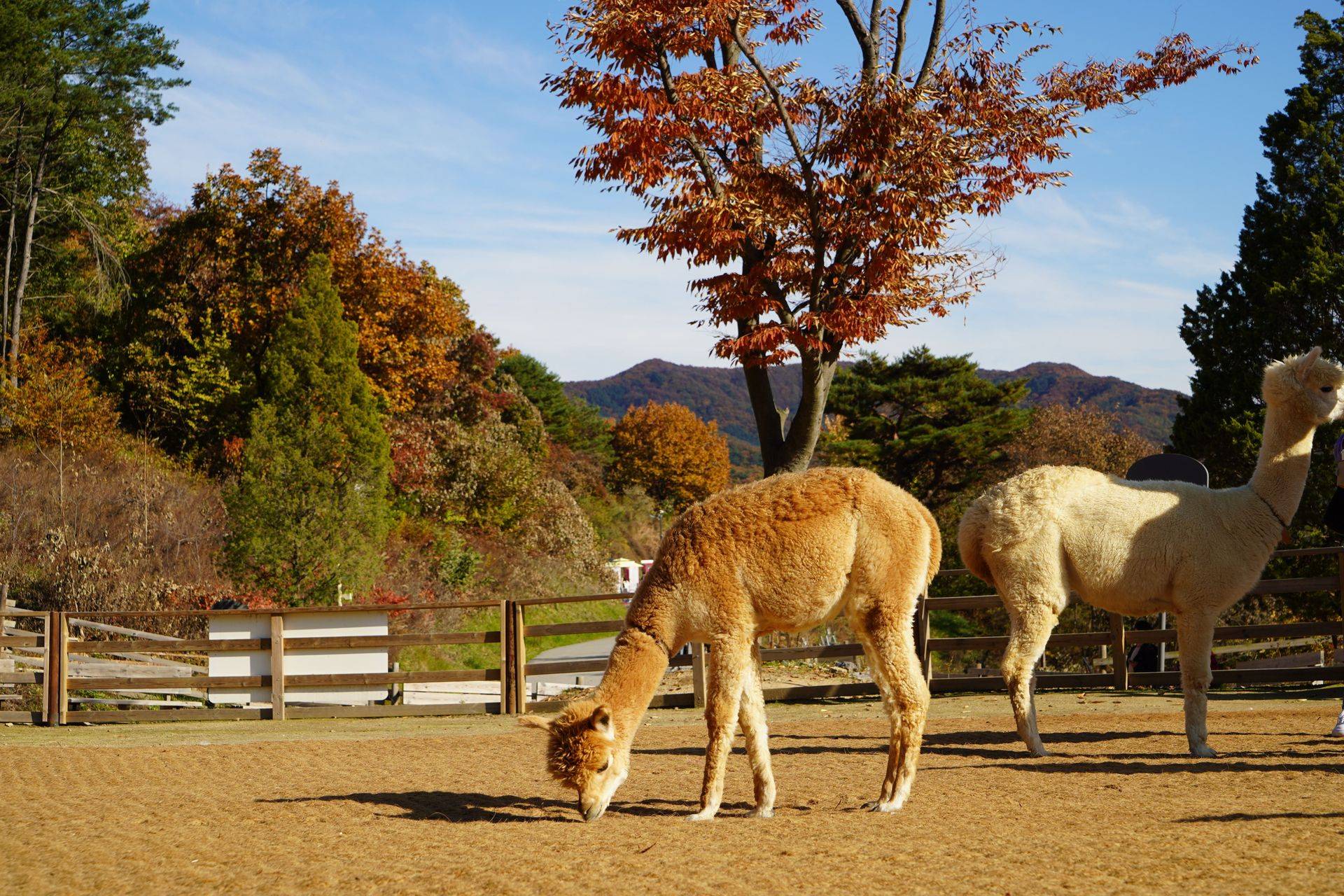 【首爾出發】羊駝世界一日遊+南怡島+江村鐵道自行車