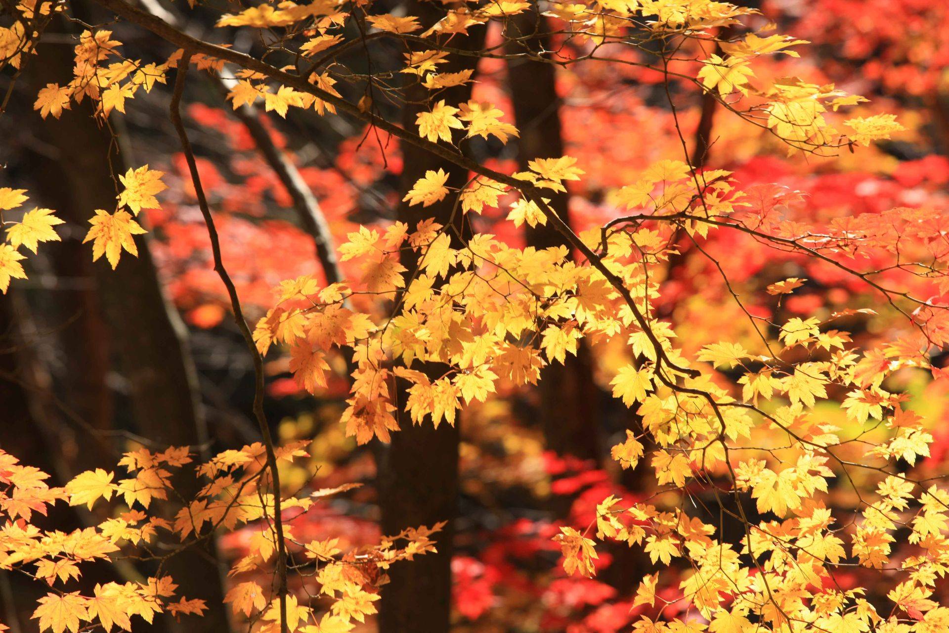 看更多【釜山出發】秋季限定行程