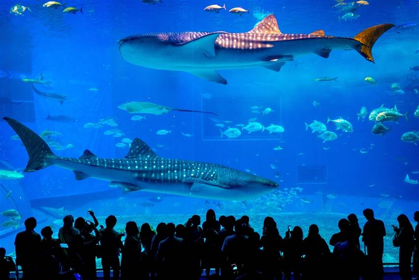 【沖繩促銷4日】系滿漁市嚐鮮、海洋博物館、星野下午茶、阿古豬火鍋