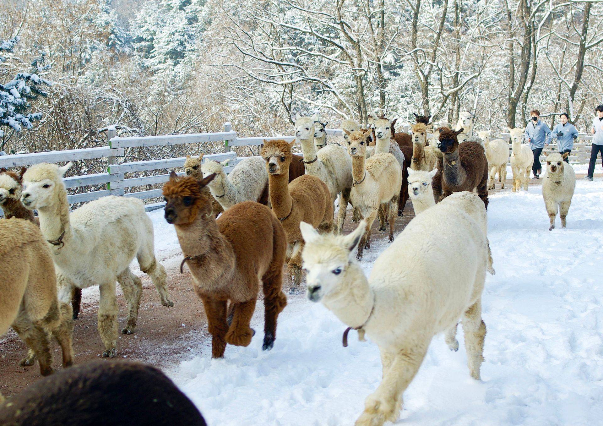 【首爾出發】羊駝世界一日遊+南怡島+江村鐵道自行車