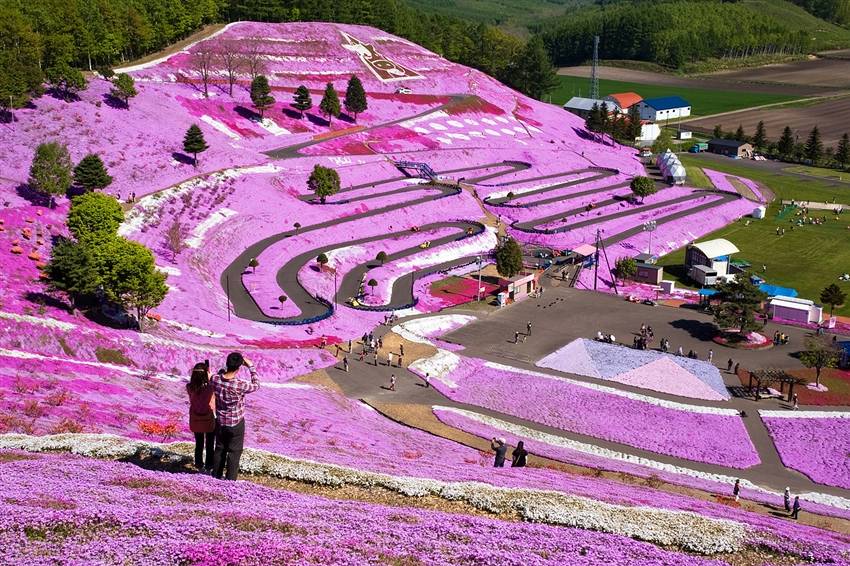 【北海道粉紅5日】芝櫻花海、旭山北極熊、熱氣球、幸運之森、銀河流星瀑布