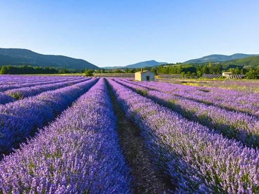 【南法薰衣草、早鳥省3000】普羅旺斯山城、卡爾卡頌城堡、塞納河羅浮宮、蒙地卡羅漫遊10日