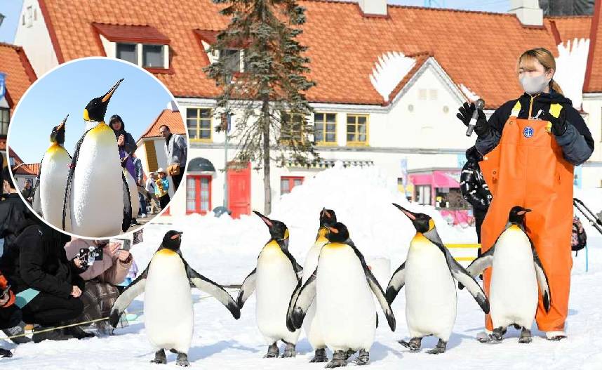 【冬雪北海道四溫泉7日】獨木舟雪漂流、火腿體育村、雪上7合1、企鵝遊行、函館山纜車、札幌燈節、三大螃蟹吃到飽