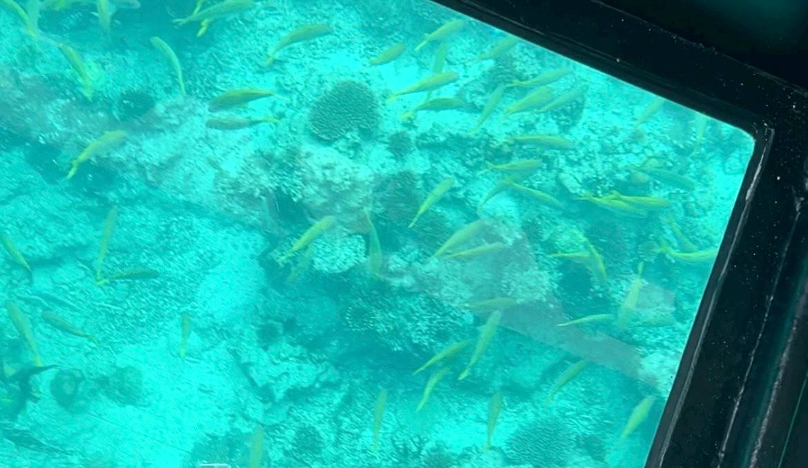 MSC地中海榮耀號心得-石垣島川平灣玻璃船魚群