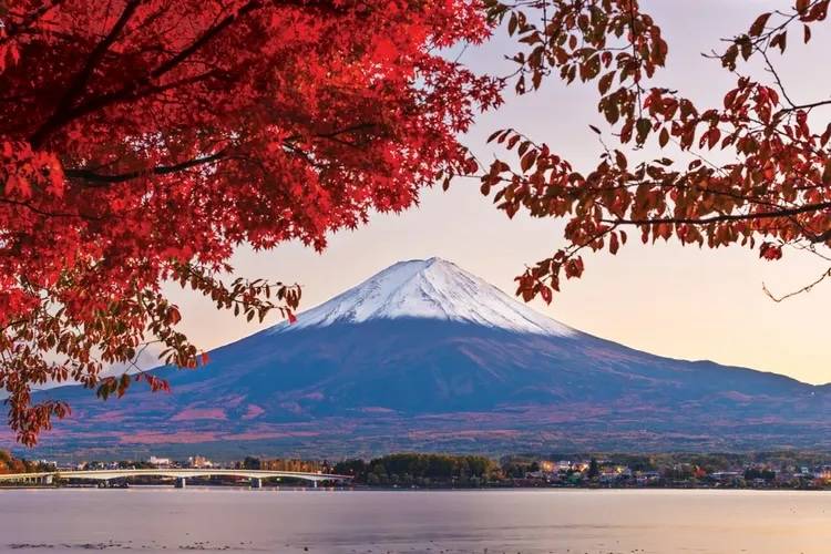 藍寶石公主號 春遊日本賞花