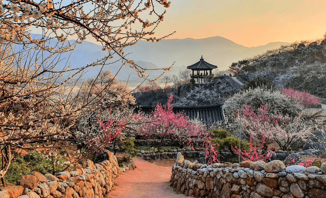 【釜山出發】2026 光陽梅花節 + 求禮山茱萸慶典