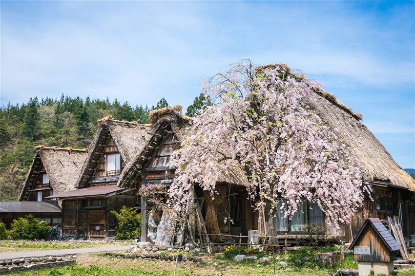 【粉櫻雪牆雙絕景5日】千年臥龍櫻、兼六園、國寶松本城、白川鄉合掌村、甜蝦吃到飽