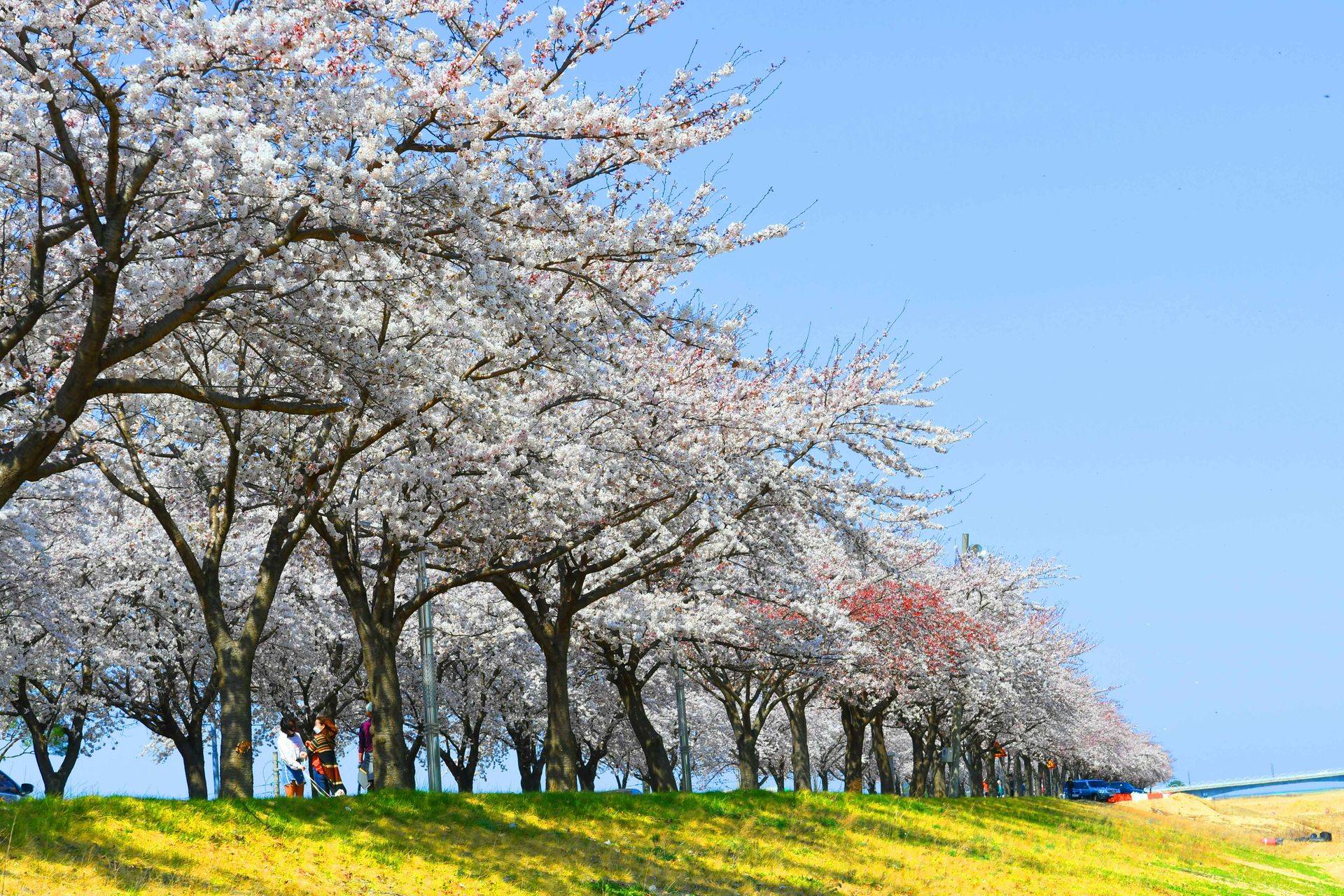 【首爾出發】江原道賞櫻一日遊