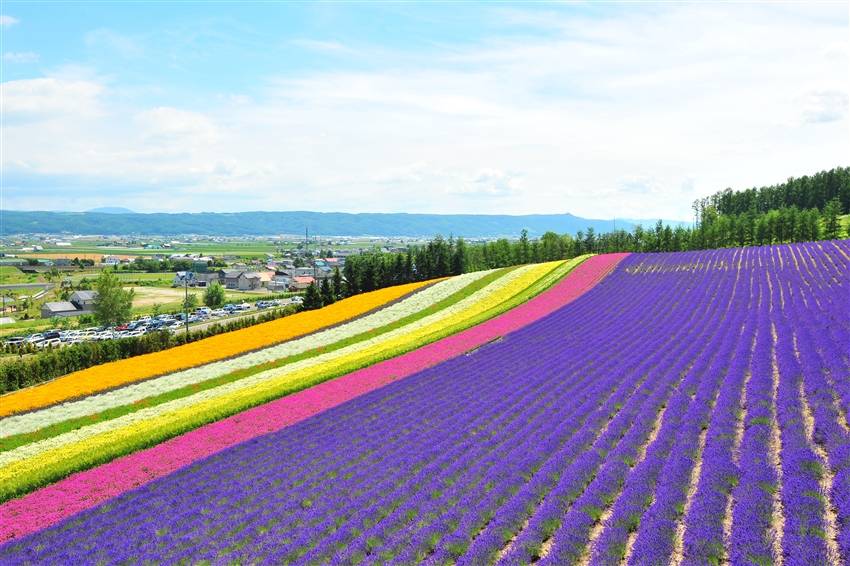 【高雄直飛北海道薰衣草6日】洞爺花火、函館纜車、企鵝遊行、富田農場、小樽