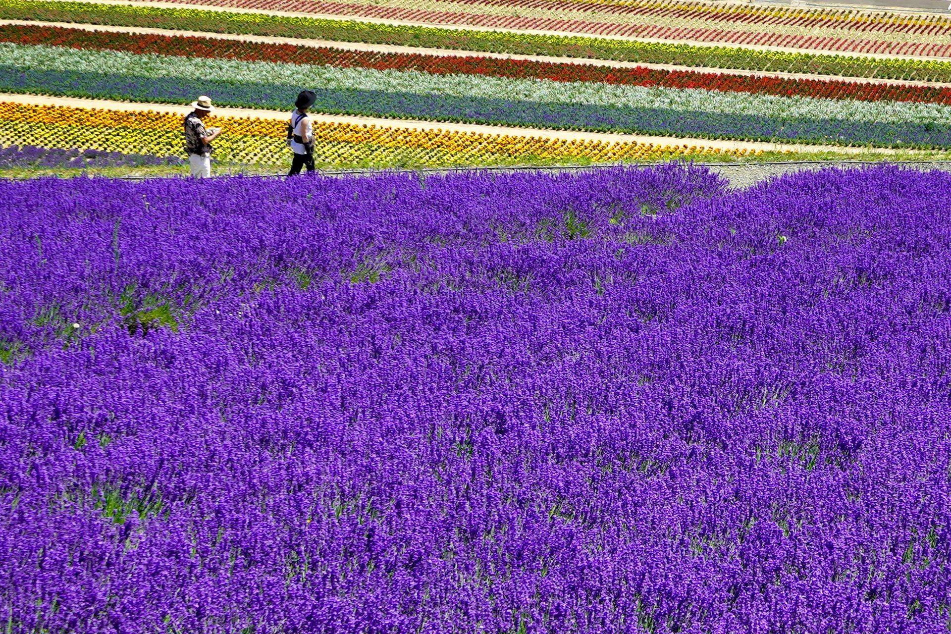 【高雄直飛北海道5日】薰衣草六合一、函館夜景、企鵝遊行、富良野花田
