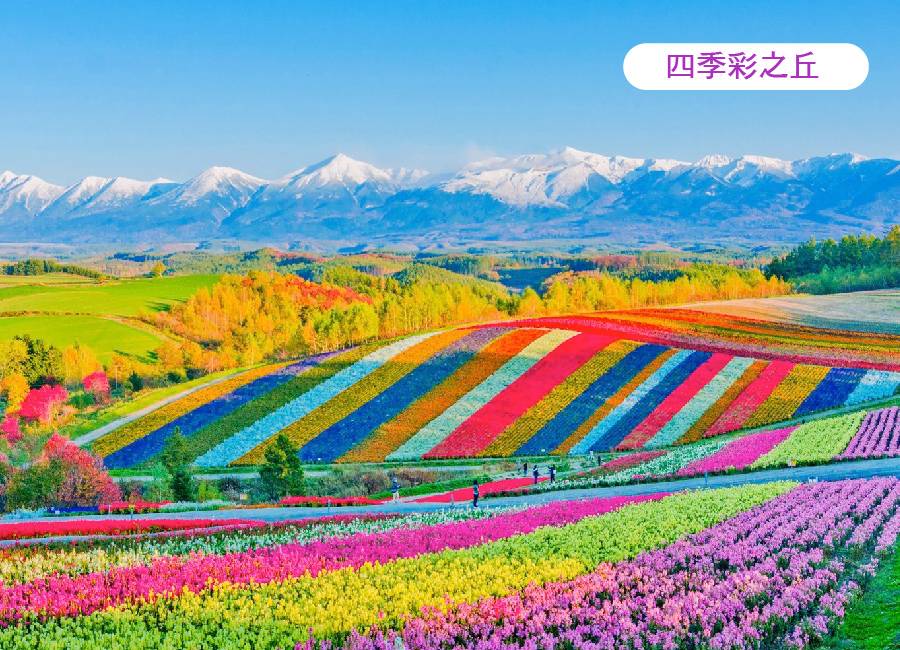 【北海道夢幻花之旅6日】鈴蘭山谷、企鵝萌寵、富良野美瑛花田、洞爺湖花火、夏燈路